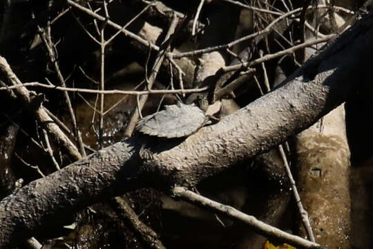 Image of Ringed Map Turtle