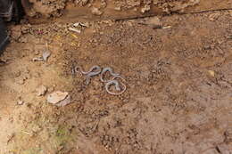 Image of Garden Slender Salamander