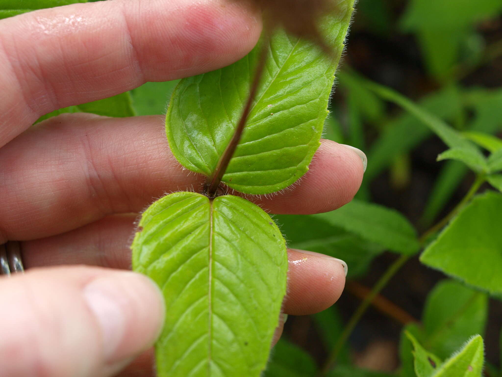 Image of eastern beebalm