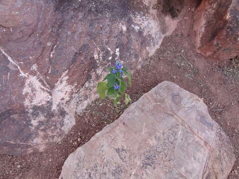 Image of Spanish sage