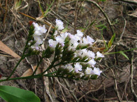 Imagem de Limonium brasiliense (Boiss.) O. Kuntze