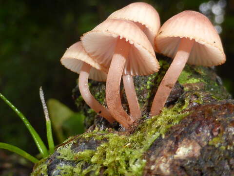 Image of Mycena parsonsiae G. Stev. 1964