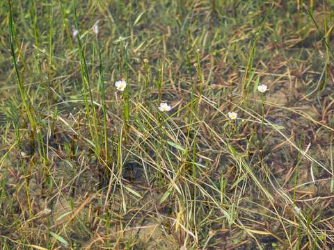 Image de Alisma Fausse Renoncule