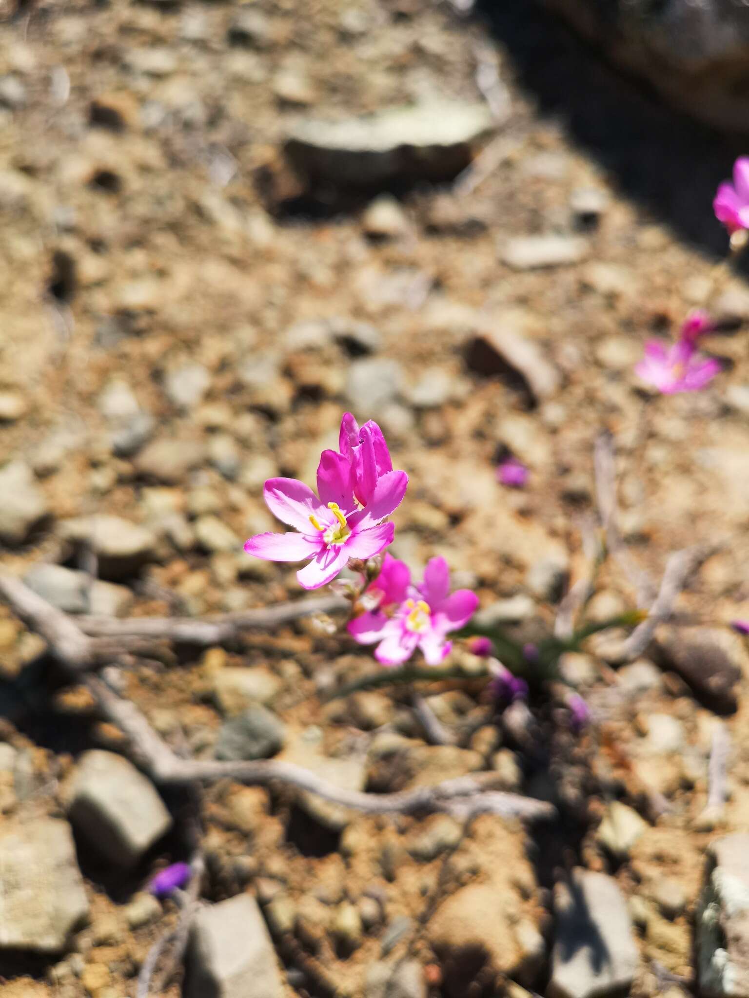 Image of Ixia trifolia G. J. Lewis