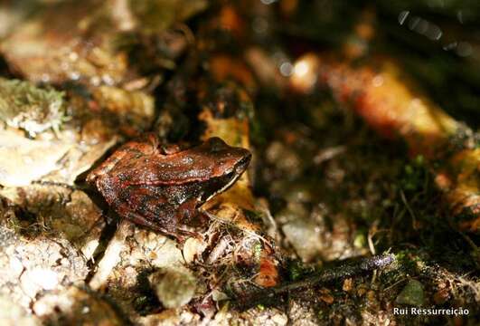 Image of Iberian Frog