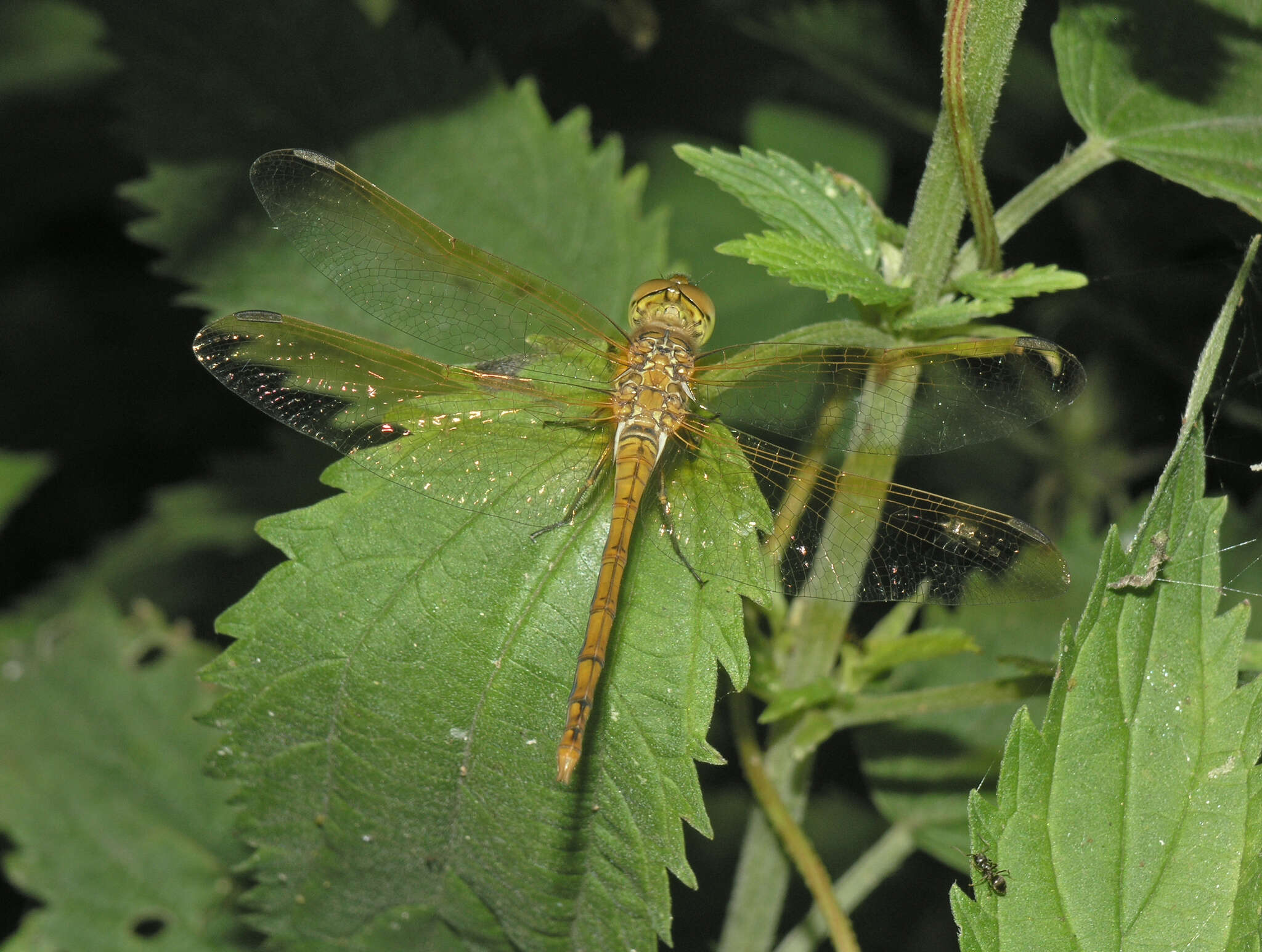 Image of <i>Sympetrum striolatum imitoides</i> Bartenef 1919