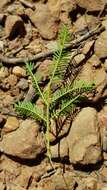 Image of Acacia deanei subsp. paucijuga (F. Muell. ex N. A. Wakef.) Tindale