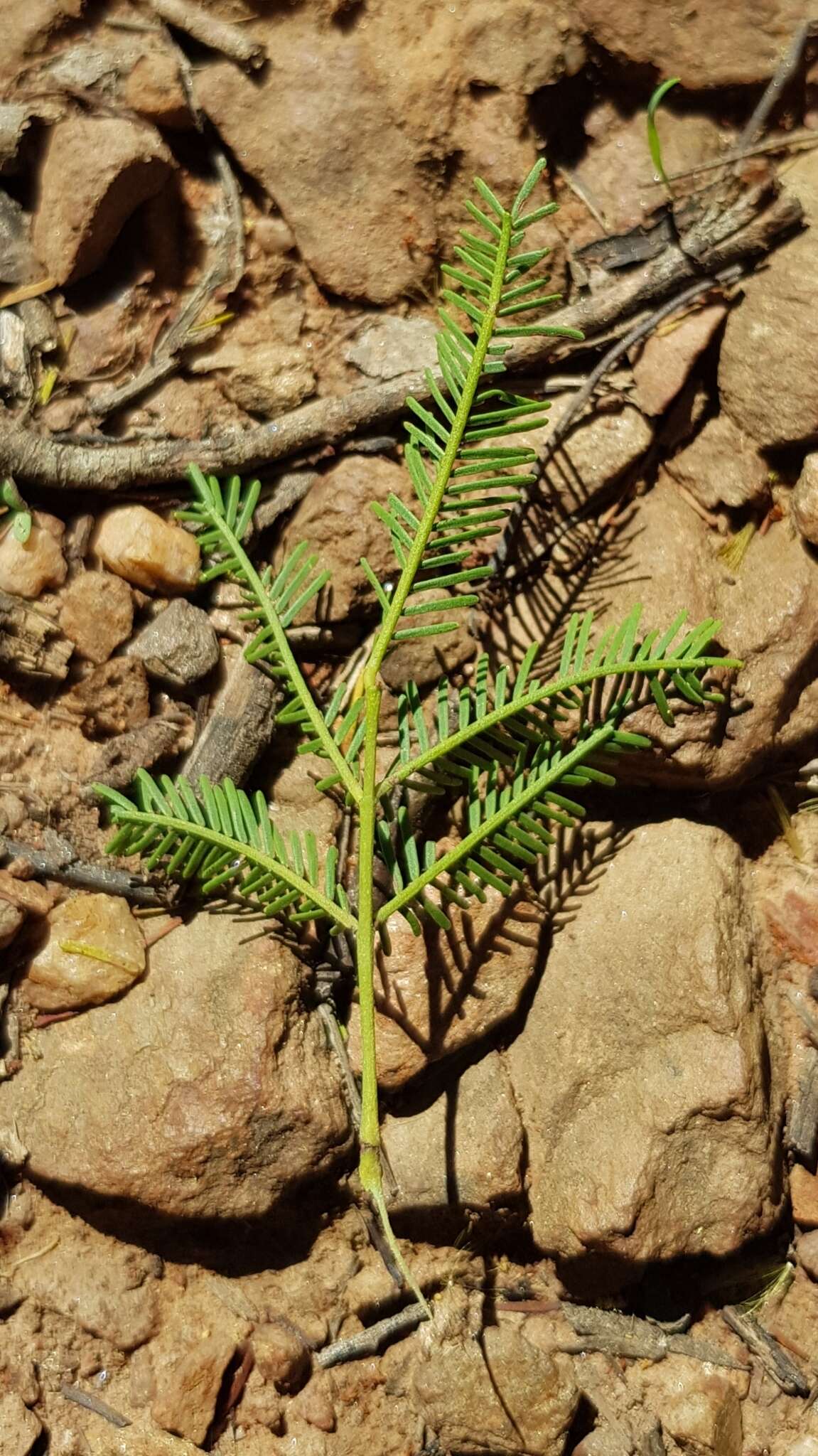 Image of Acacia deanei subsp. paucijuga (F. Muell. ex N. A. Wakef.) Tindale