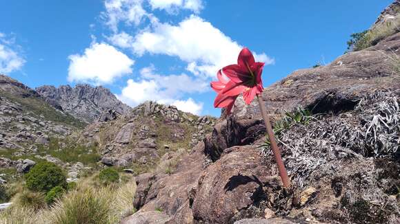 Image of Hippeastrum morelianum Lem.