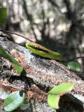 Philodryas olfersii (Lichtenstein 1823) resmi