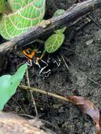 Image of Fantastic Poison Frog