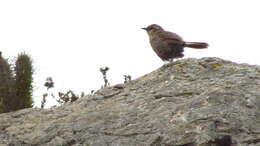 صورة Scelorchilus Oberholser 1923