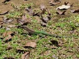 Image of Amazon Racerunner