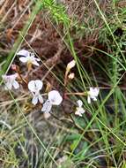 Disa sagittalis (L. fil.) Sw.的圖片