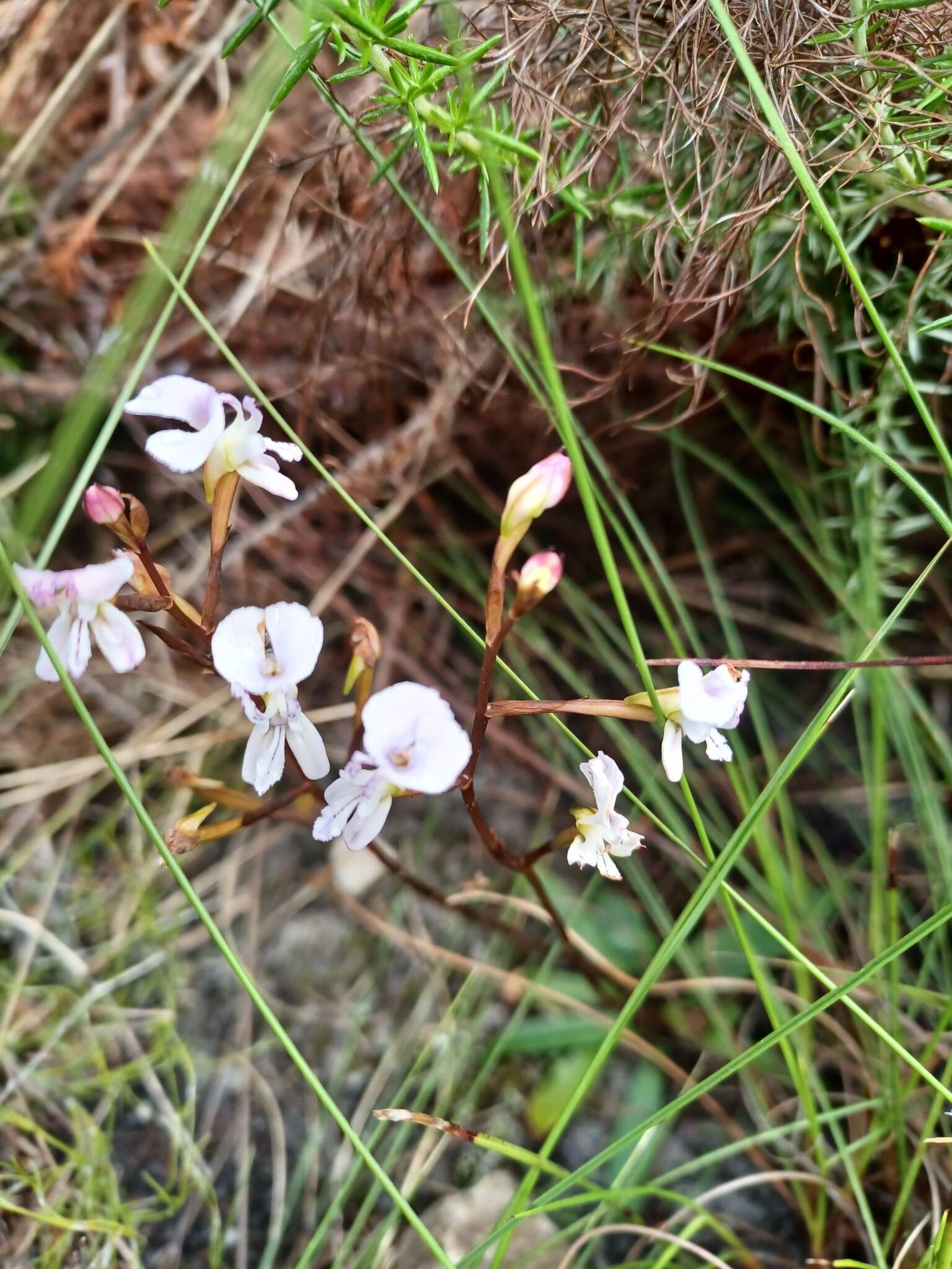 Disa sagittalis (L. fil.) Sw.的圖片