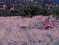 Image of Odocoileus virginianus couesi (Coues & Yarrow 1875)