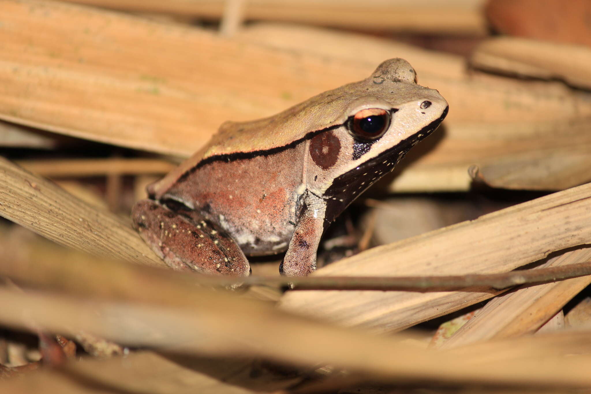 Image of Bicolored frog