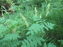 Imagem de Astragalus frigidus (L.) A. Gray