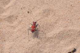 Image of Beautiful tiger beetle