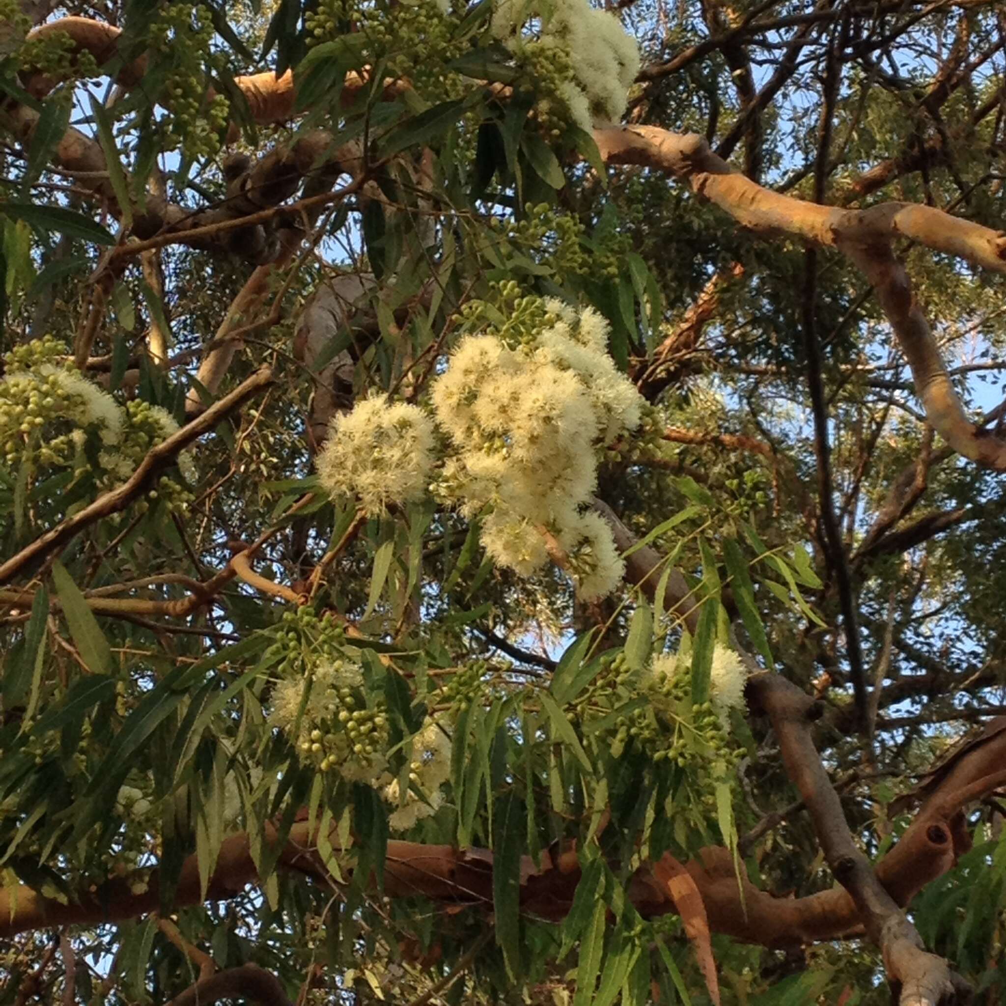 Angophora leiocarpa (L. Johnson ex G. Leach) K. R. Thiele & P. Y. Ladiges的圖片