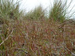 Image of dune fescue