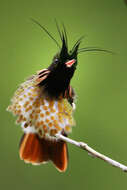 Lophornis helenae (Delattre 1843) resmi