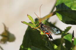 Sivun Echthromorpha intricatoria (Fabricius 1804) kuva