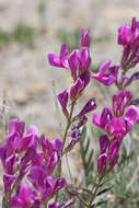 Image of Boreal Sweetvetch