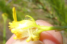 Image of Senecio euryopoides DC.