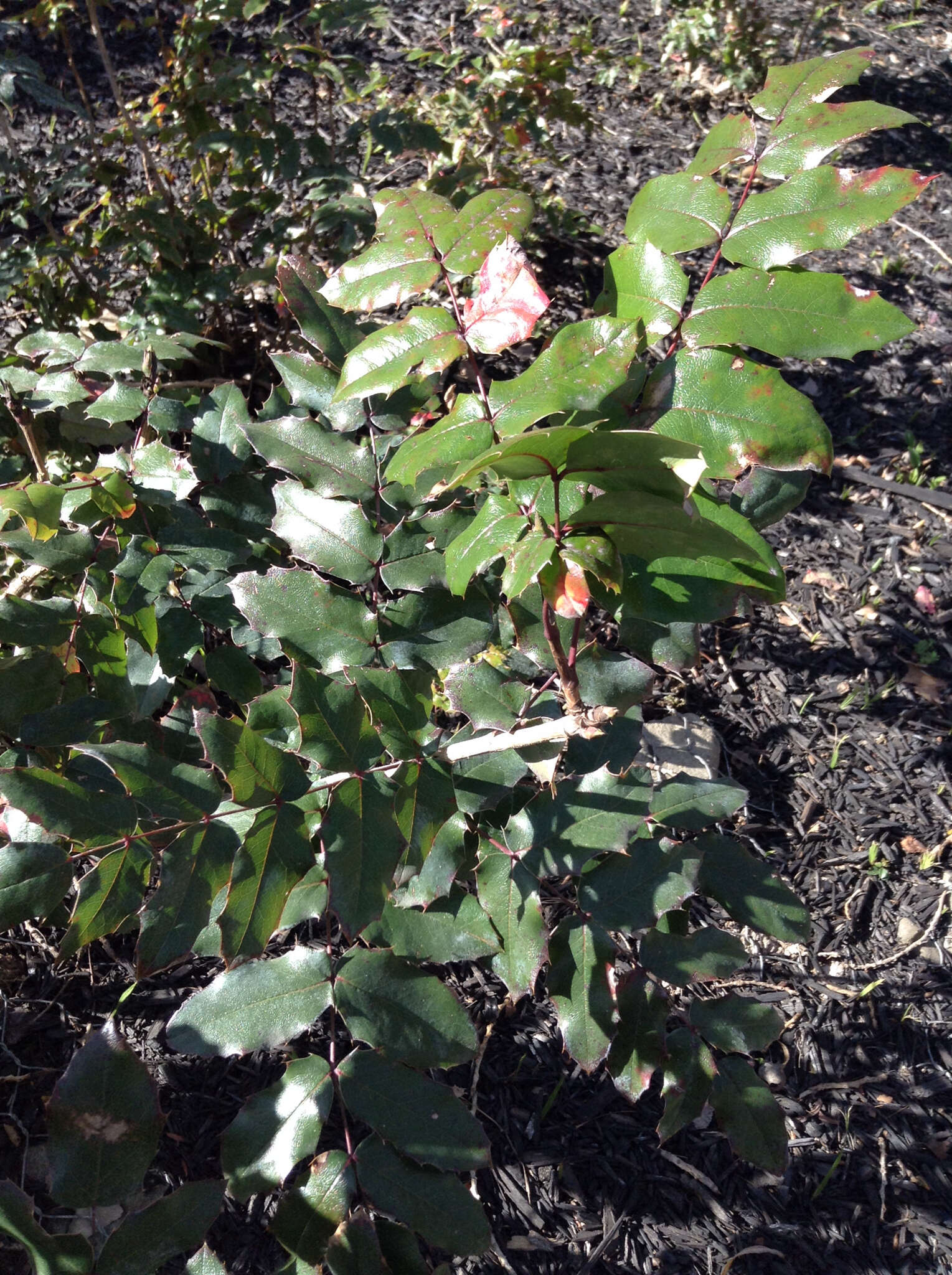 Plancia ëd Berberis aquifolium Pursh