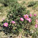 Image of Helianthemum raskebdanae M. A. Alonso, M. Bieb. Crespo, Juan & L. Sáez