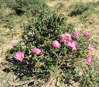 Helianthemum raskebdanae M. A. Alonso, M. Bieb. Crespo, Juan & L. Sáez resmi