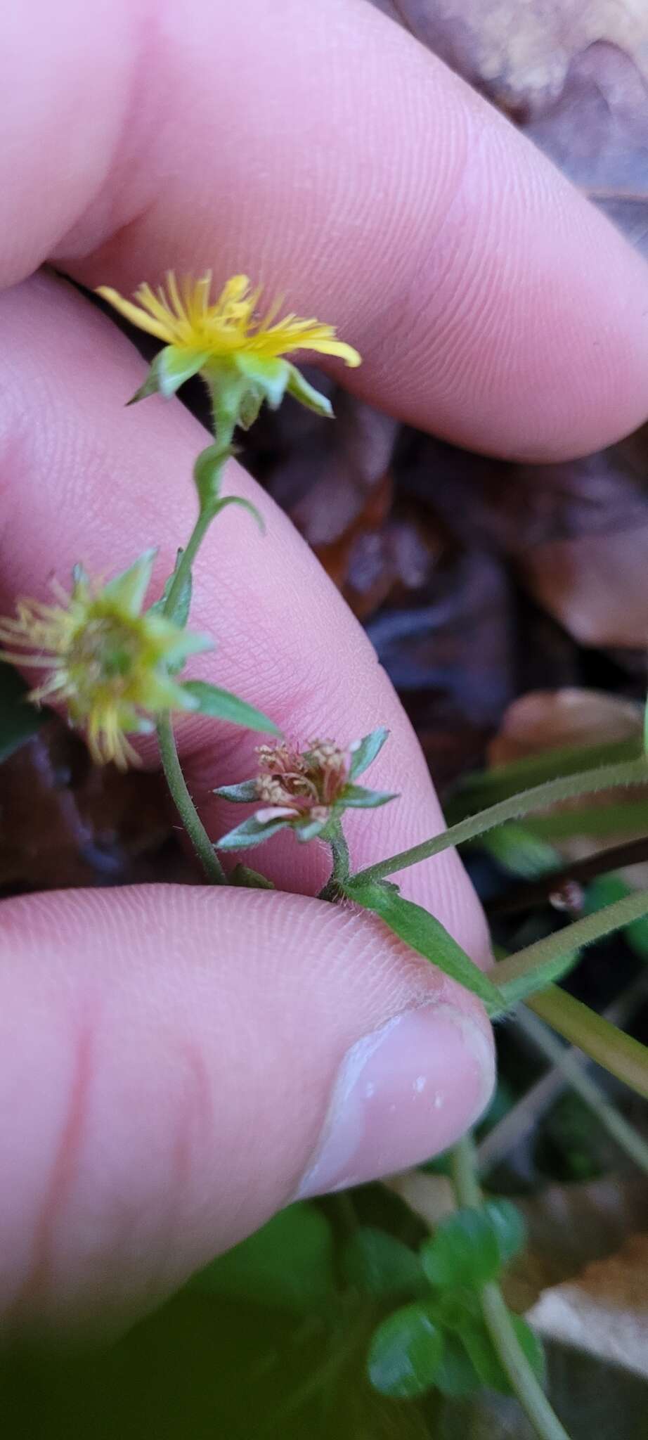 Image of Appalachian barren strawberry