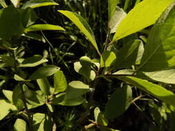 Image of Prunus spinosa subsp. dasyphylla (Schur) Domin