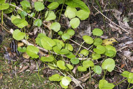 Image of Centella uniflora (Col.) Nannf.