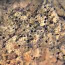 Image of steinia lichen