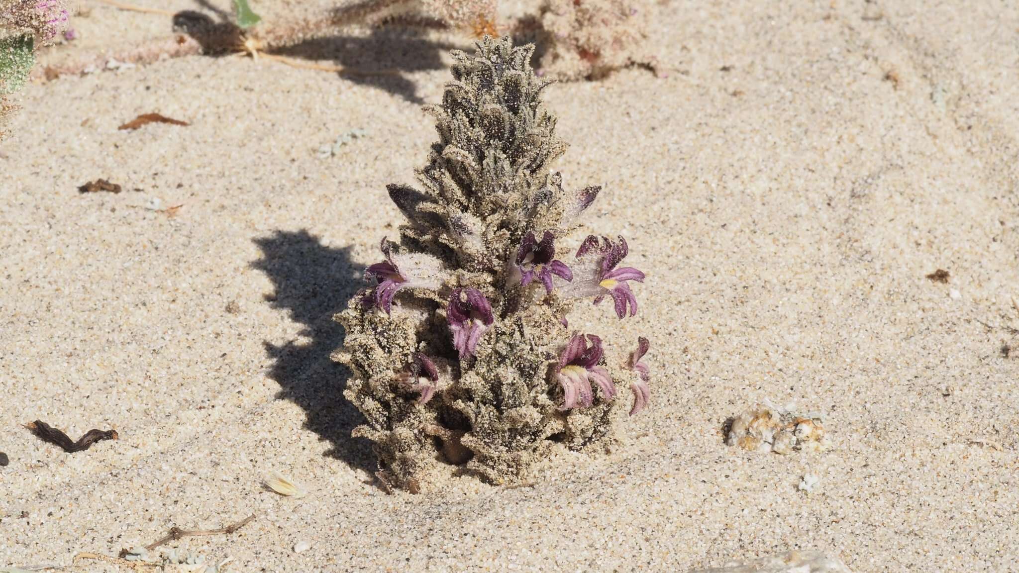 Image of desert broomrape