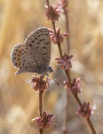 Image of Euphilotes enoptes tildeni (Langston 1964)