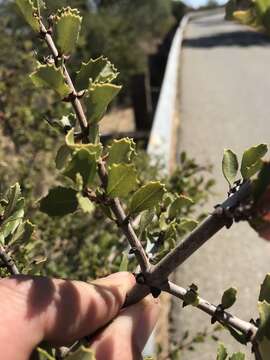 Image of Coyote ceanothus