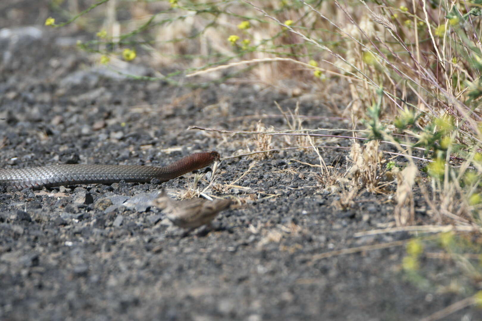 Image of Eastern Montpellier Snake