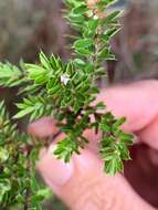 Image of Leucopogon cuspidatus R. Br.