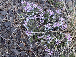 Image of Phlox caespitosa subsp. caespitosa