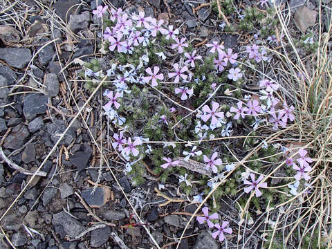 Слика од Phlox caespitosa subsp. caespitosa