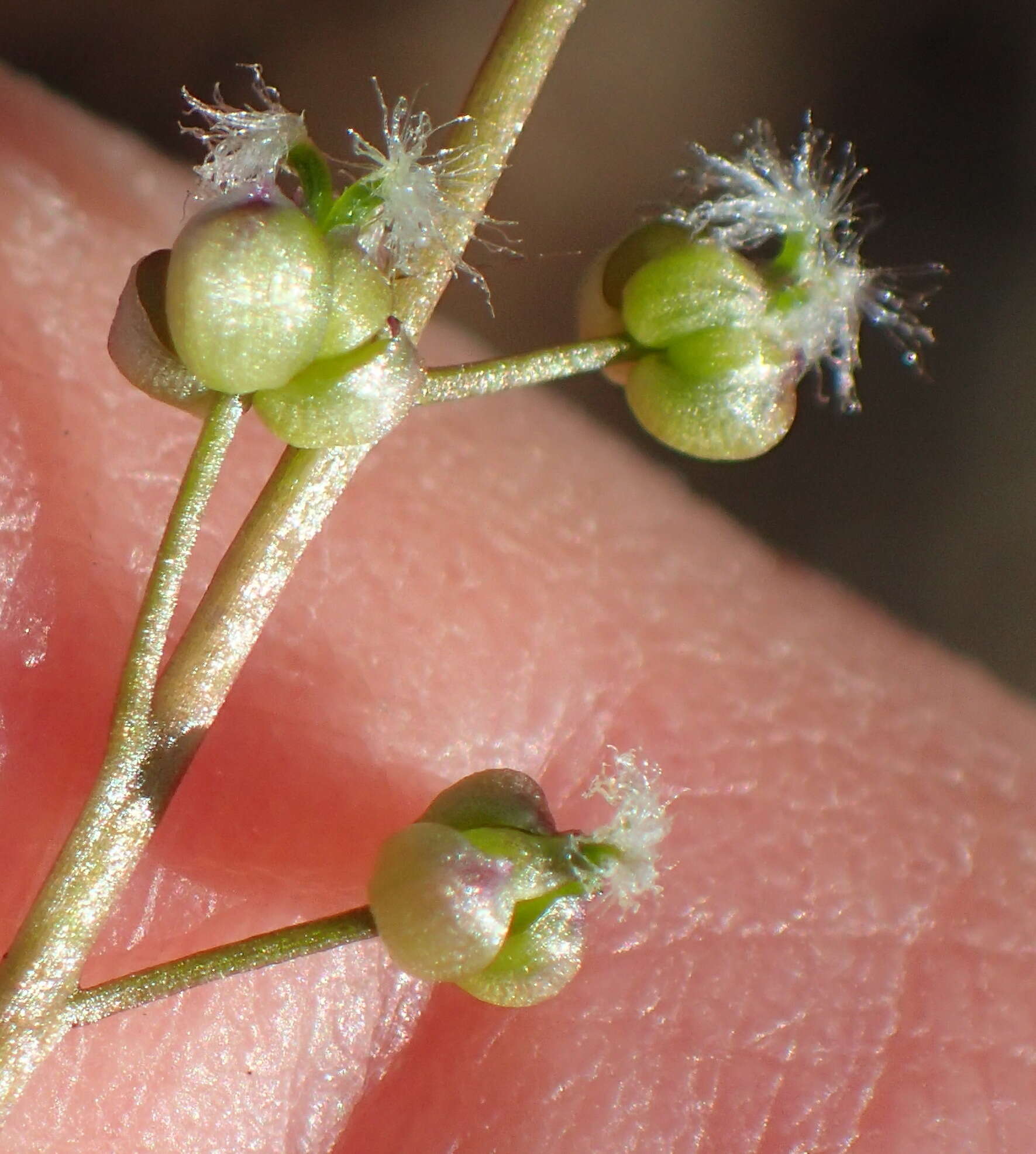 Image of Triglochin bulbosa subsp. bulbosa