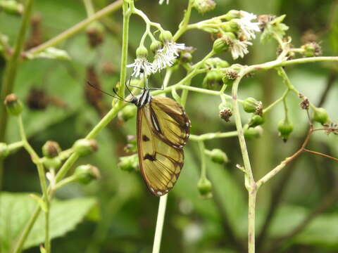 Image of Ithomia avella Hewitson 1854