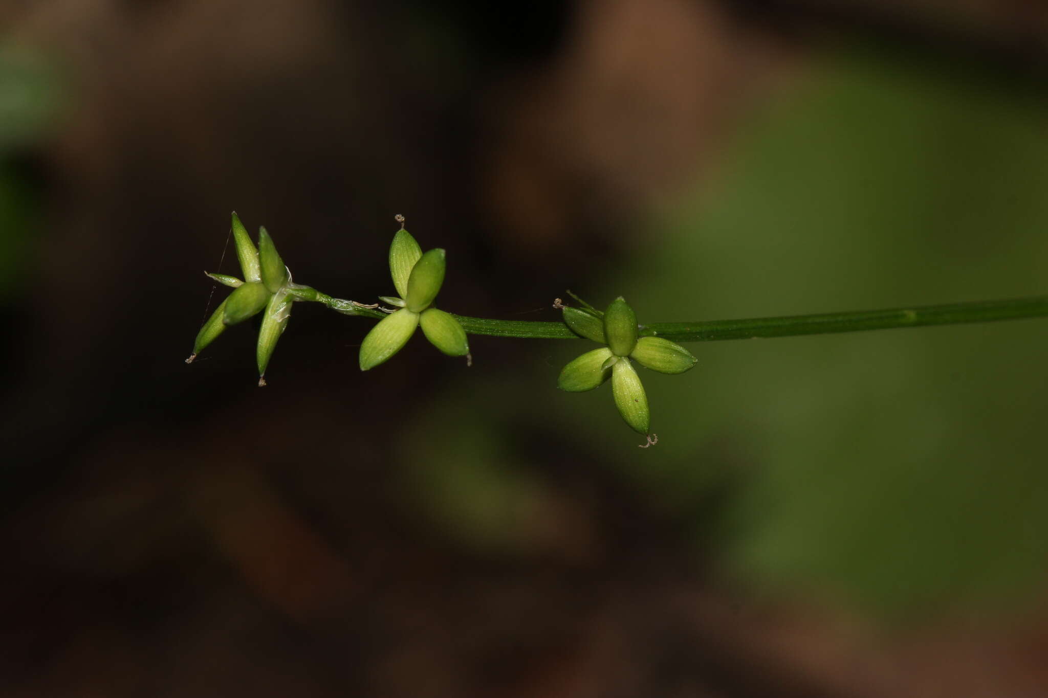 Image of Ryegrass sedge