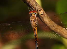 Image of Fat-bellied Emerald