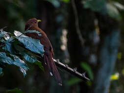 Image of Little Cuckoo