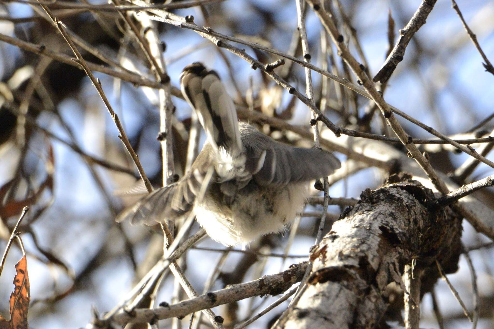 Image of Black-capped Gnatcatcher