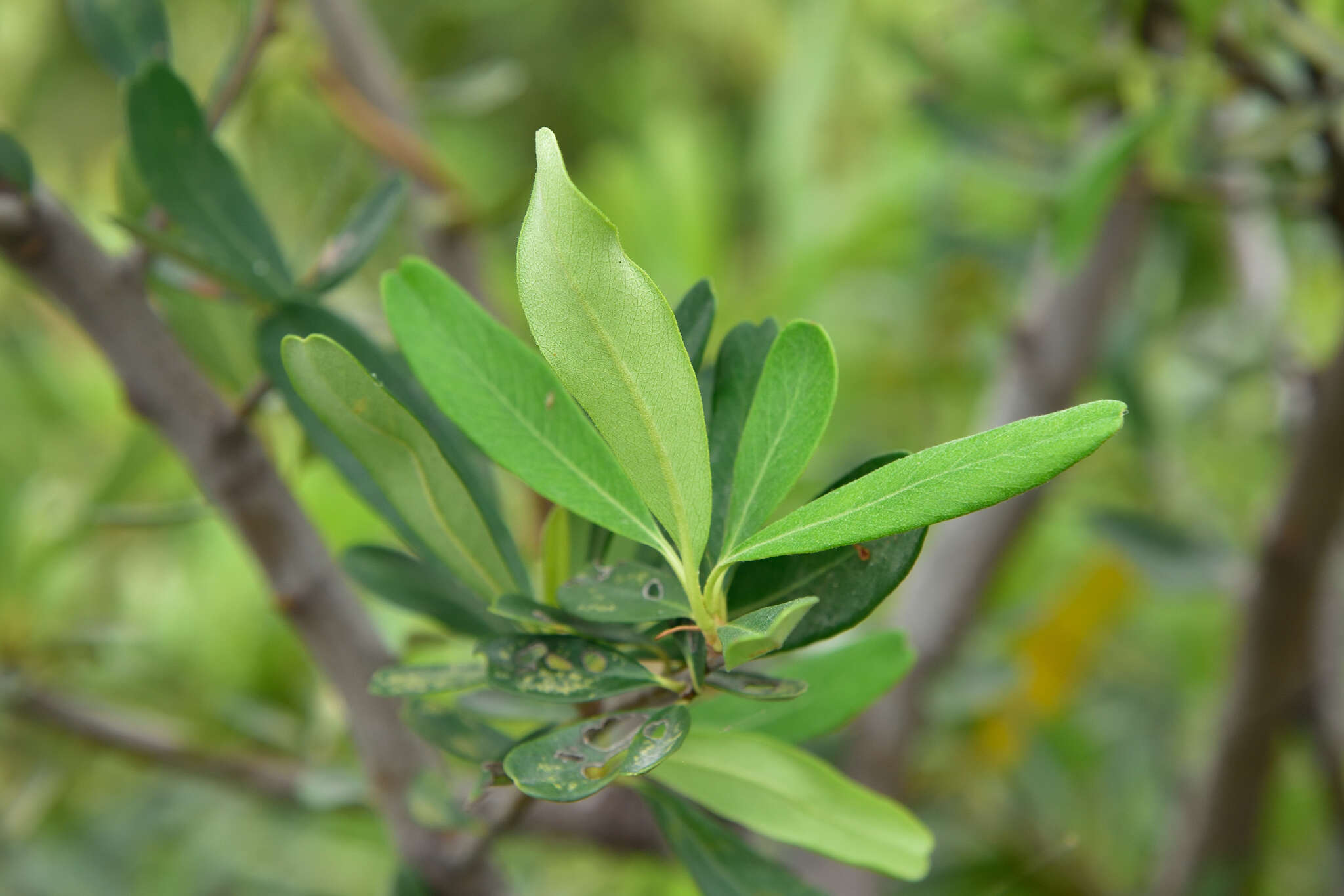 Image de Pyracantha koidzumii (Hayata) Rehd.